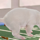 Image for article titled Controversial Puppy Bowl Star Shits During National Anthem